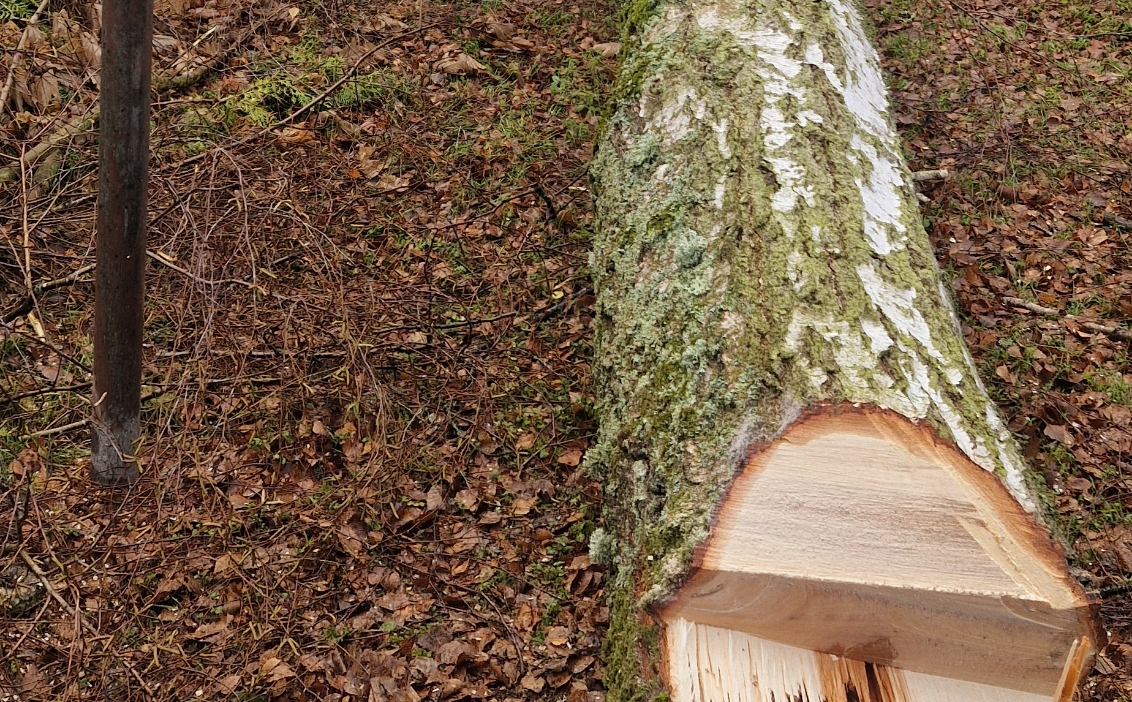 Ein abgeholzter Baumstamm mit Moosbedeckter Rinde liegt auf dem Waldboden voller trockener Blätter und Zweige.