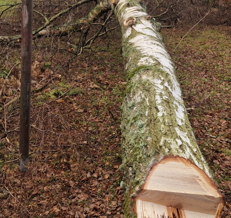 Gefällter Baumstamm mit moosbedeckter, weißer Rinde liegt auf dem Boden im Wald.