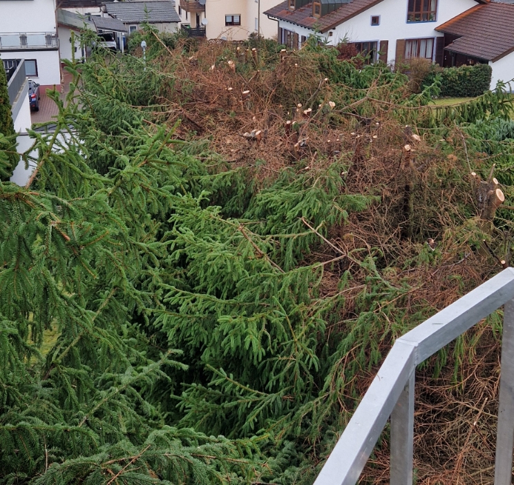 Blick auf zurückgeschnittene Tannenzweige mit angrenzenden Wohnhäusern im Hintergrund.