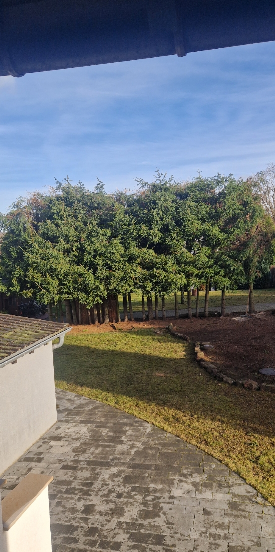 Ein gepflasterter Weg neben einem weißen Gebäude führt zu einem Rasen mit einer Gruppe dichter, grüner Nadelbäume unter einem blauen Himmel.